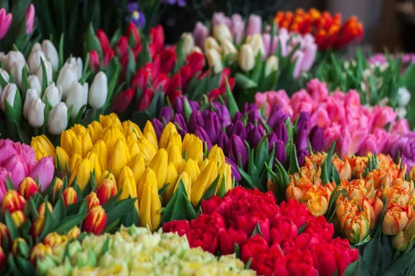 imagen flores